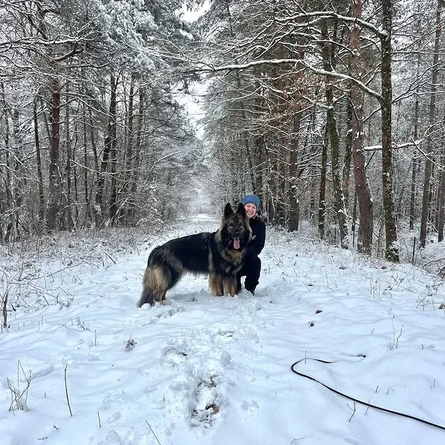 Chien tire en laisse à Saint-Jean le Blanc
