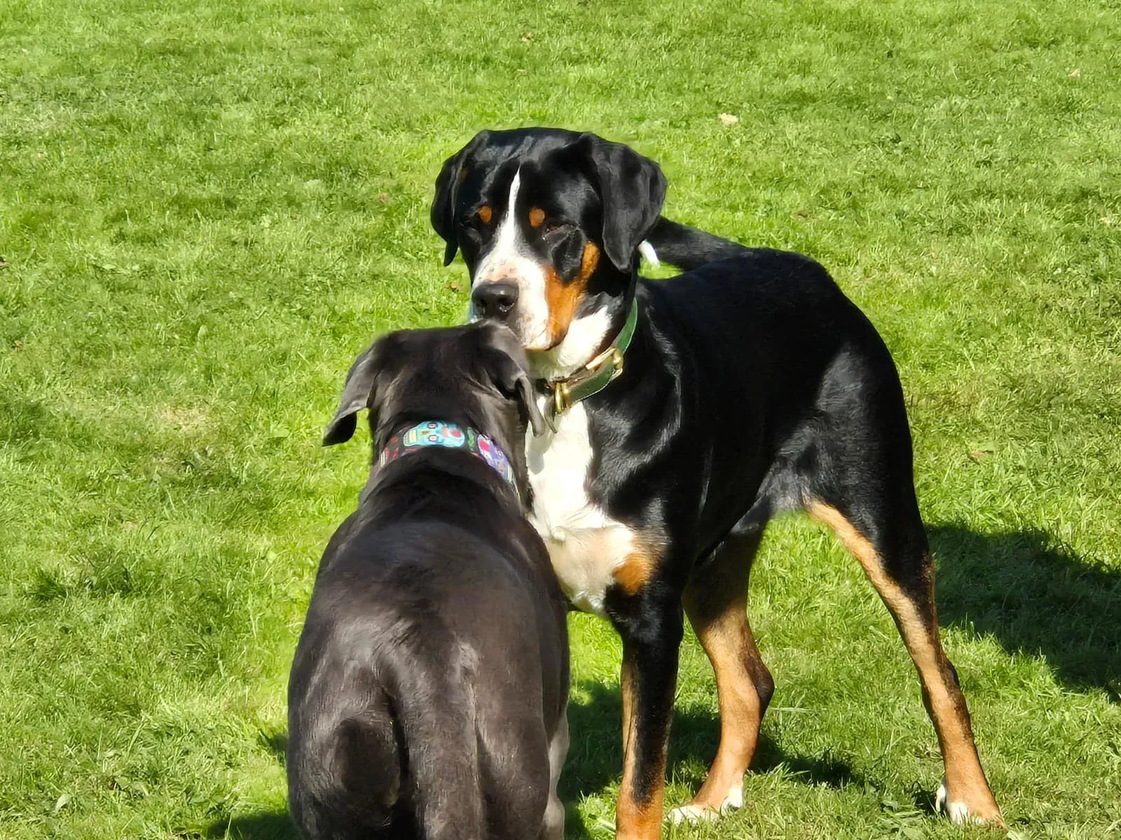 sociabilisation entre chiens