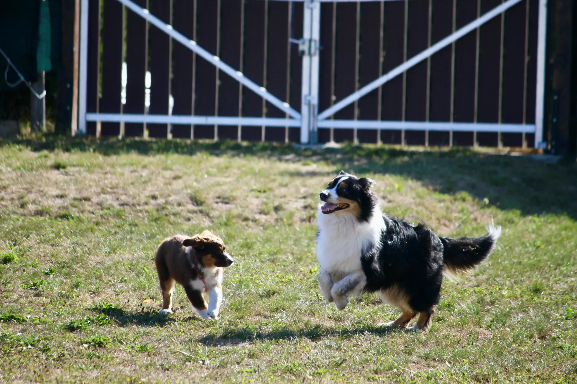 Activités des chiens