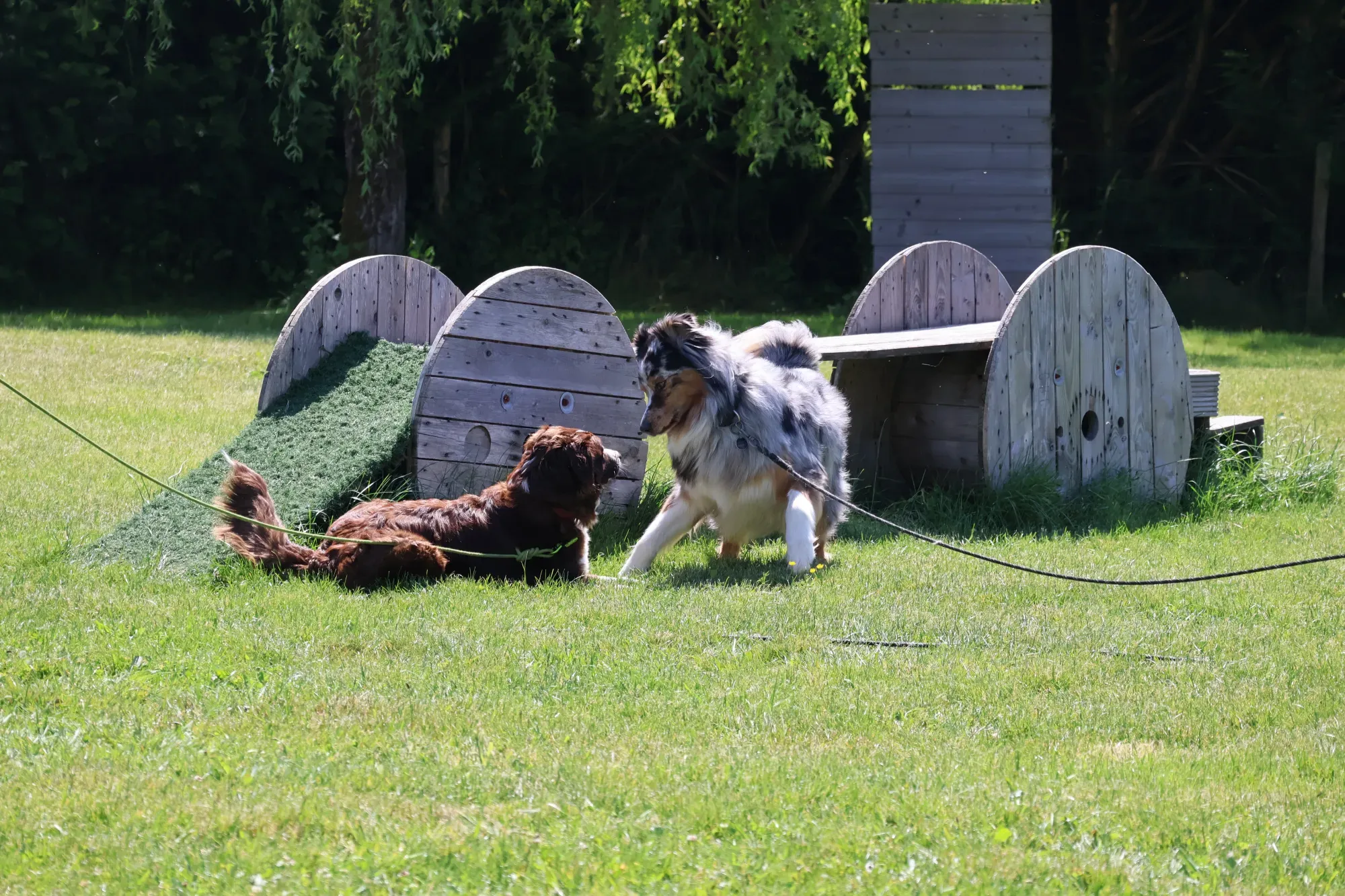 chien qui jouent ensemble