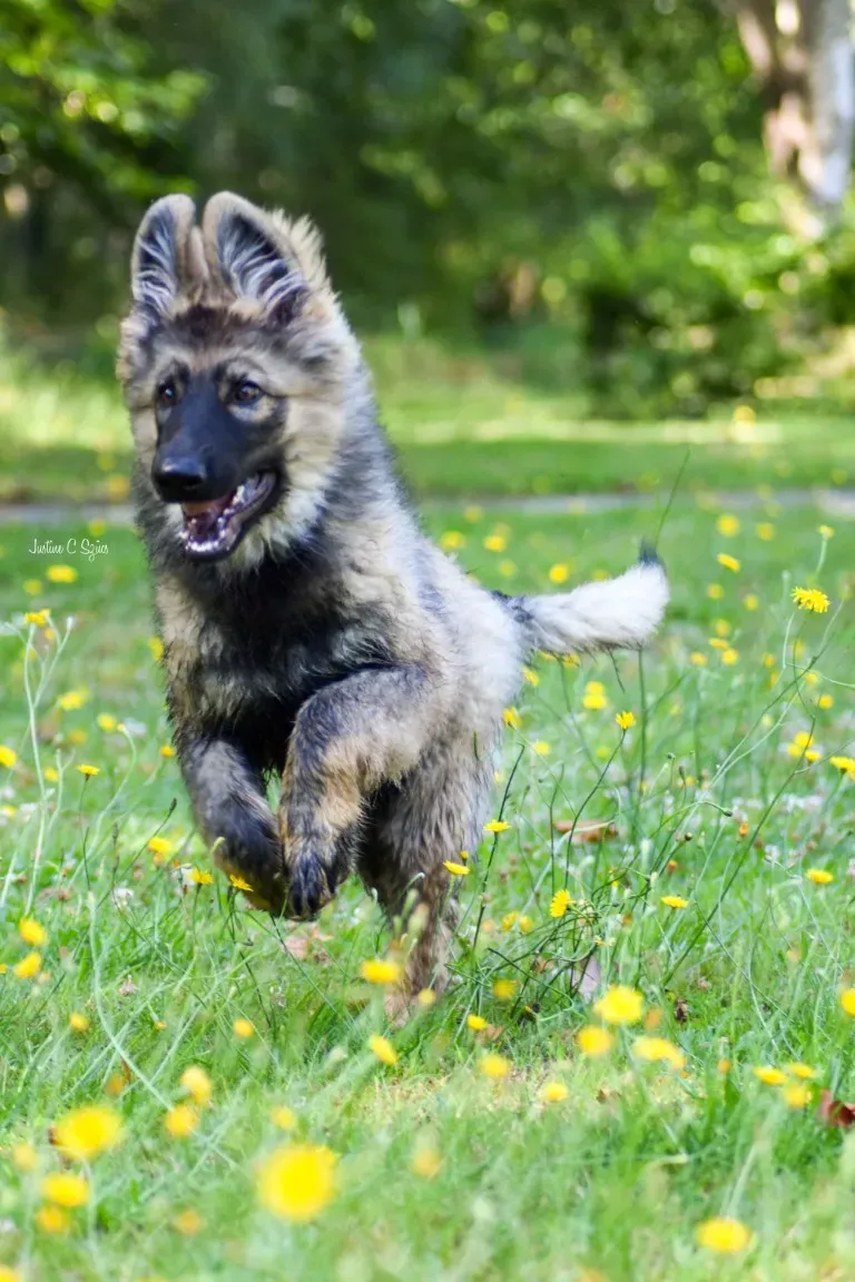 chien qui court